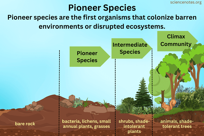 Pioneer-Species-Definition-and-Example-1024x683