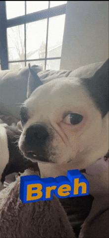 giphy